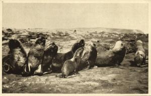 Falkland Islands, Sea Lions in rather an Angry Mood (1930s)