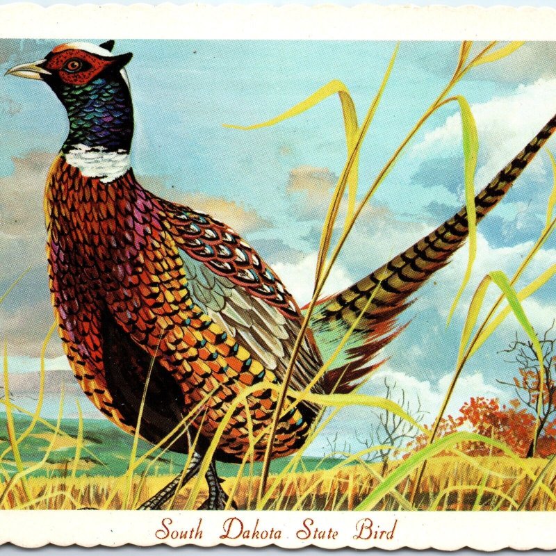 1966 SD South Dakota State Bird Chinese Ringneck Pheasant Ken Haag Painting A335