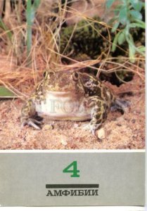 152789 Spadefoot toad FROG old Russian PHOTO PC
