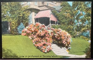 Vintage Postcard 1907-1915 Hydrangeas grow in profusion, Tacoma, Washington