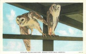 Bird Park Monkey Face Owls Catalina Island California 1920s Postcard Teich 13424