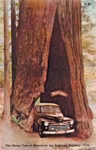 REDWOOD HIGHWAY CALIFORNIA~SHRINE TREE AT MEYERS-ZAN-STARK PUBL POSTCARD