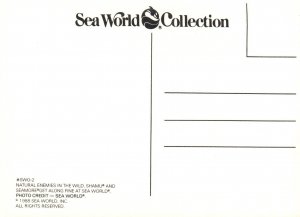 Shamu Killer Whale,Sea World,Orlando,FL