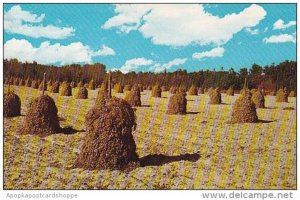 Georgia Peanut Stacks