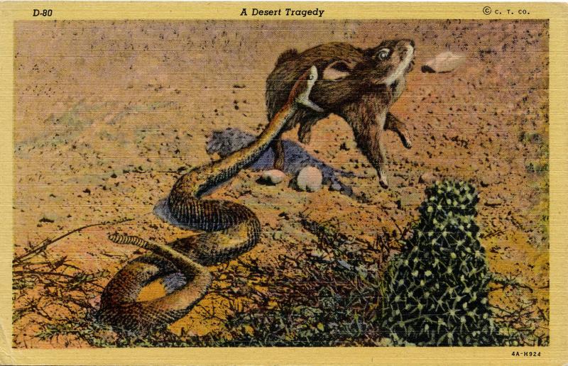 Rattlesnake Killing a Rabbit.   