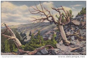 Colorado Rocky Mountain National Park Timberline Trees On Trail Ridge