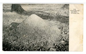 PA - Altoona. Giant Mound Ant Hill