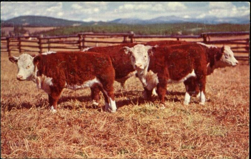 American Price Stock, Cow Bull Cattle (1960s)