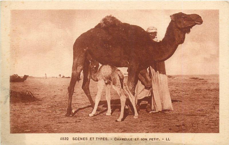 Algeria - Chamelle et son petit, camels, ethnic man