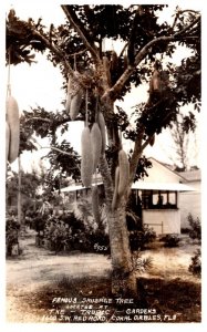 Floriida  Coral Gables Famous Sausage Tree