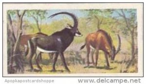 Brooke Bond Vintage Trade Card Wildlife In Danger 1963 No 22 Giant Sable Ante...