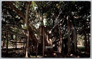 Honolulu Hawaii 1960s Postcard Banyan Tree Lahaina