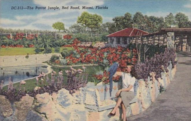 Florida Miami Woman Holding Macaw Parrot Jungle Red Road Curteich