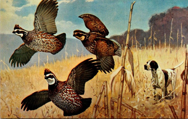 Birds Quail Flushed By Lynn Bogue Hunt