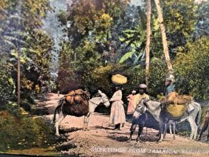 Postcard Greetings from Jamaica  Scene of Bog Walk, near Kent Village. Y1
