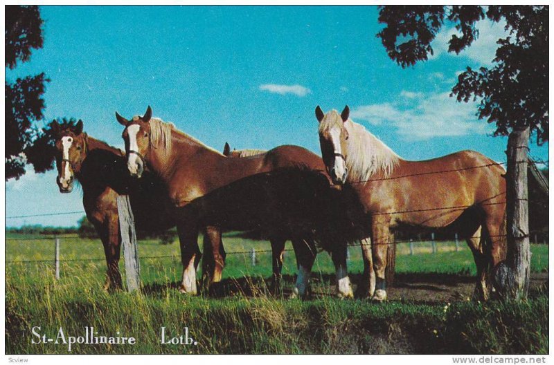 Horses , St-Apollinaire , Quebec , Canada , 50-60s