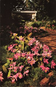 Orchid Display Botanical Garden, St. Louis, Mo. Chrome Postcard