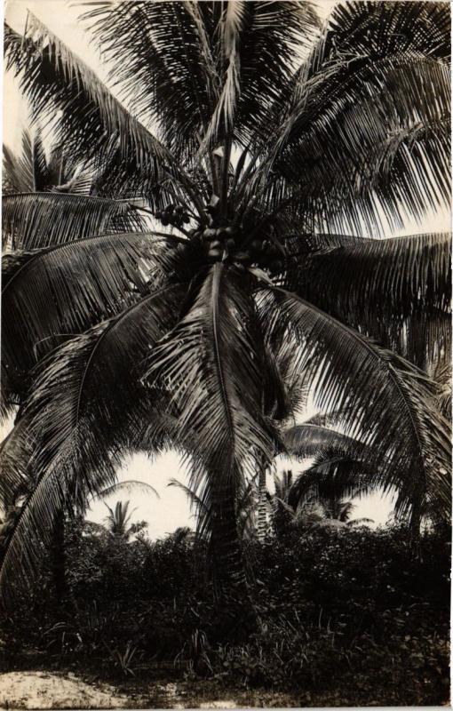 CPA AK SINGAPORE REAL PHOTO Palm Tree (a1488)