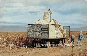 Cotton Picking - Shafter, CA
