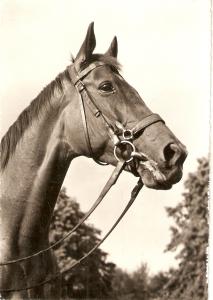 Head of a Horse Nice Swiss Postard 1950/60. Continental size