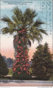 California Fan Palm and Ivy Geranium 1923