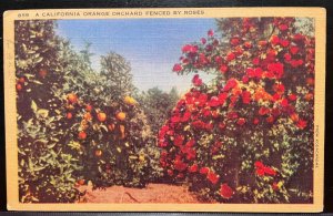 Vintage Postcard 1945 California Orange Orchard fenced by Roses