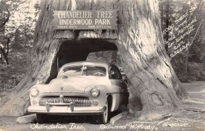 Redwood Highway California Chandelier Tree Underwood Park Real Photo PC AA27652 