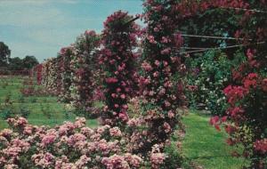 Rhode Island Providence Rose Garden In Roger Williams Park