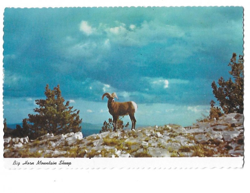 Big Horn Mountain Sheep Sandia Mountains New Mexico 4 by 6