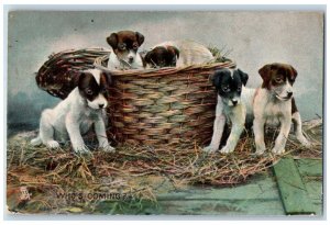 Selkirk Canada Postcard Five Jack Russell Puppies 1908 Photochrome Tuck Dogs