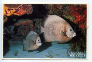 488517 Pan American Games MEXICO Cozumel Quintana Roo Grey Angels Fish postcard