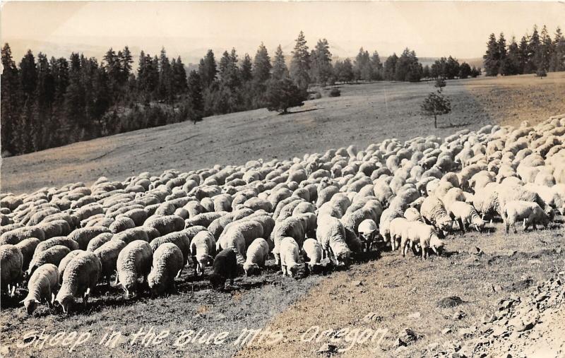 F14/ Blue Mountains Oregon RPPC Postcard Beaverton 1947 Sheep Farm