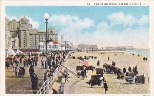 New Jersey Atlantic City Ponies On Beach