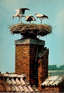 Denmark Randers Storks On The House Of The Holy Ghost