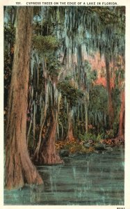 Vintage Postcard Cypress Trees On The Edge Of A Lake In Florida C. T. American