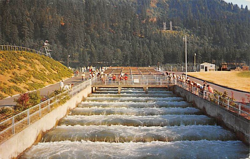 Bonneville Dam, Fish Ladders Oregon, USA Fish / Sea Mammals 1958 