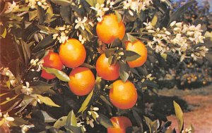 Florida oranges and blossoms Florida, USA Florida Oranges Unused 