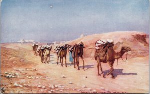 Camels Carrying Stone near Cairo Egypt Unused TUCK Postcard F75