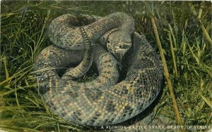 C-1910 Florida Rattlesnake ready to strike Postcard 21-3120