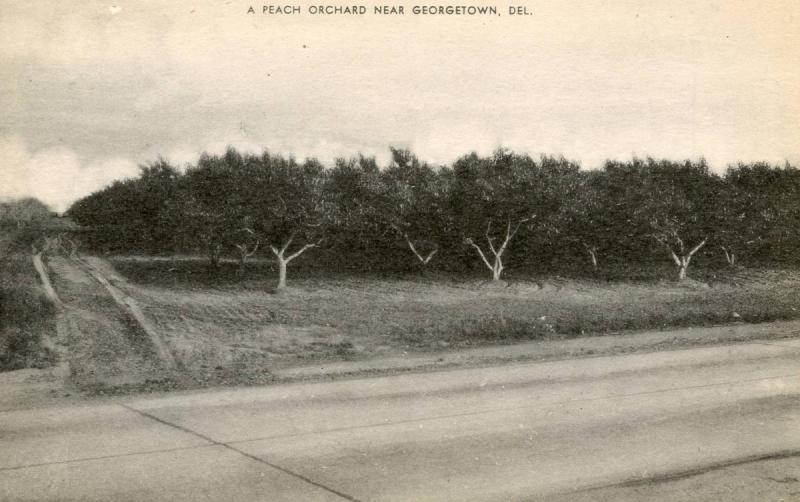 DE - Georgetown. A Peach Orchard