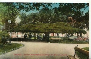 Portugal Postcard - Lisboa - Arvore Centenaria Na Praca Do Rio De Janeiro TZ7935