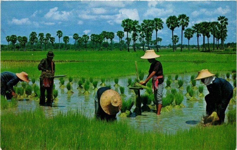 CPM AK THAILAND Cultivation of the Rice in Thailand (345329)