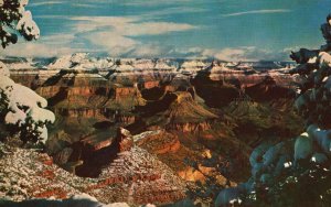 Vintage Postcard Snow-Capped Pines On Rim Grand Canyon National Park Arizona AZ