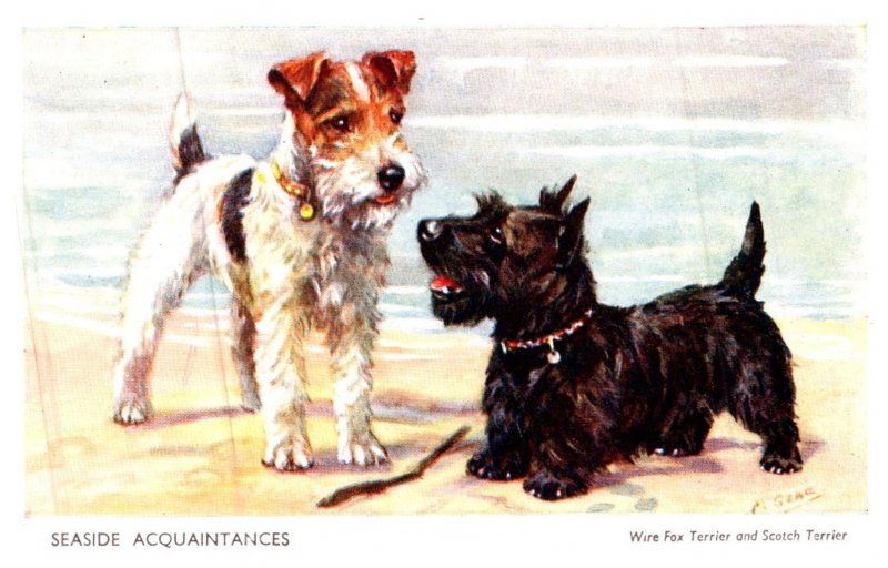 Dog , Wire Fox Terrier and SCotch Terrier