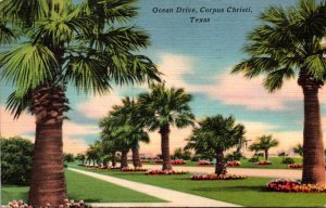Texas Corpus Christi Palm Trees Along Ocean Drive 1959