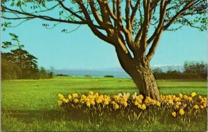 Victoria BC Beacon Hill Parks Springtime Tree Daffodils Salish Sea Postcard G9