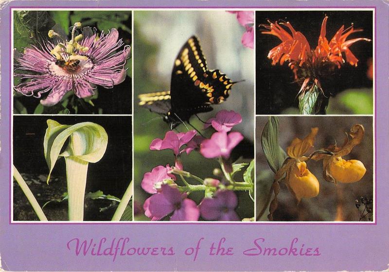 BR98799 woldflowers of the great smoky mountains usa butterfly