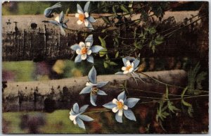 1950's Colorado Columbines Growing Along The Aspens State Flower Posted Postcard