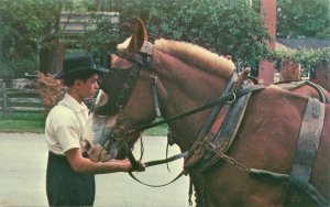 Pennsylvania Amish Boy in Black Hat Holding Horse Chrome Postcard Unused