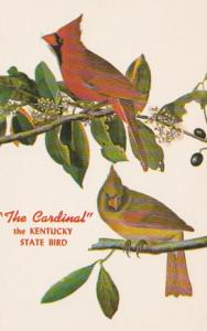 Kentucky State Bird The Cardinal